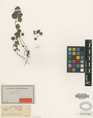 Pilea striata Urb. [type]