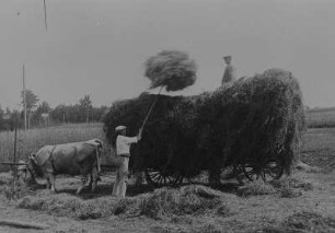 Kleinbauern bei der Heuernte - Beladen des Fuhrwerks, gezogen von Ochsen : Kleinbauern bei der Heuernte