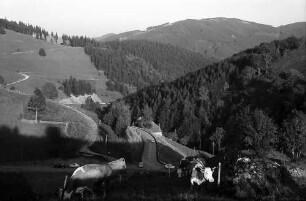 Serpentine und Kühe mit Landschaft bei Stohren