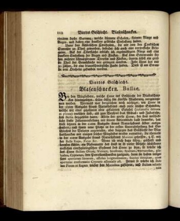 Viertes Geschlecht. Blasenschnecken.