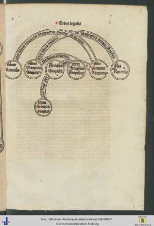 Arbor legalis.