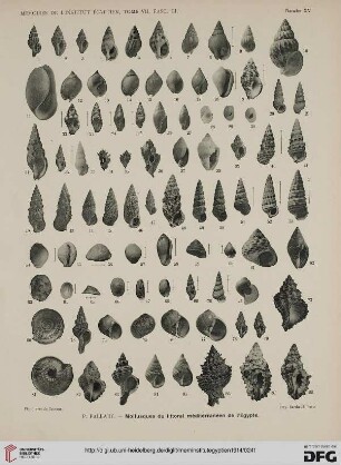 Planche XV - XVIII