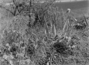 Blühende Aloe : Blühende Aloe-Pflanze