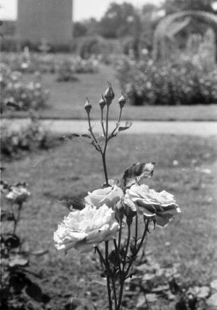 Neue Rosengattung "Sterling silver" im Rosengarten.