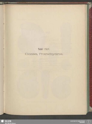 Tafel CXLV. Clionites, Protrachyceras
