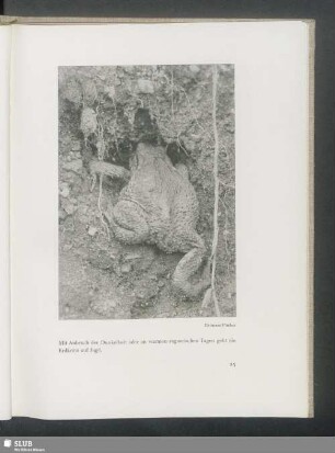 Erdkröte auf die Jagd gehend