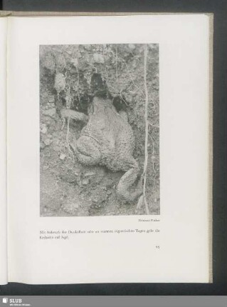 Erdkröte auf die Jagd gehend