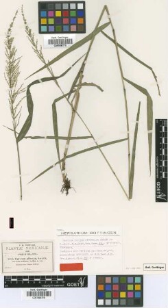 Panicum pilosum Sw. var. Scribn. macranthum[isotype]