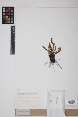Ceterach officinarum DC.