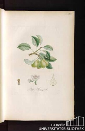 Pl. XXIV. Petit Blanquet.