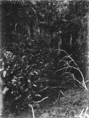 Im Urwald : Blick in den Urwald