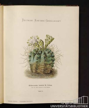 Echinocactus Änisitsii