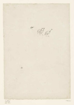 La Pintade, Blatt 2 der Folge "Histoires Naturelles"