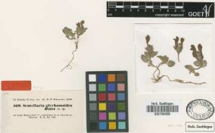 Scutellaria glechomoides Boiss. [syntype]
