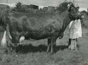 Preisgekrönte Shorthorn-Milchkuh auf der Königlichen Landwirtschaftsmesse in Blackpool (Lancashire, England)