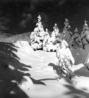Winterbilder. Verschneite Nadelbäume