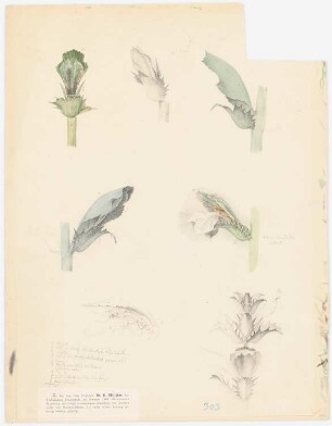 Blumen, Ornamente u.a.: Detail
