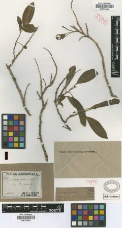 Acnistus australis (Griseb.) Griseb. var. grandiflorus Griseb.[syntype]