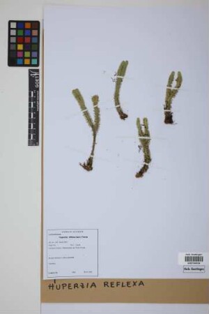 Phlegmariurus reflexus (Lam.) comb. ined.