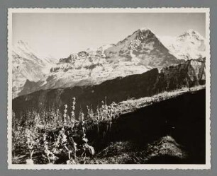 Schynnige Platte