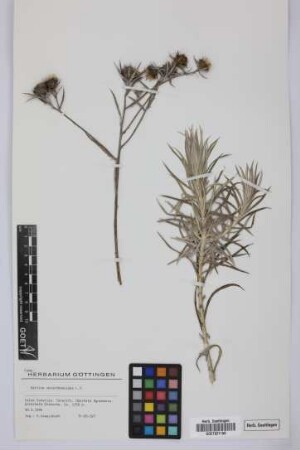Carlina xeranthemoides L.f.