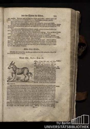 Cap. 26. Maul-Esel, Mulus.