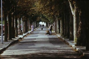 Koserow. Allee. Mann und Frau beim Laubrechen