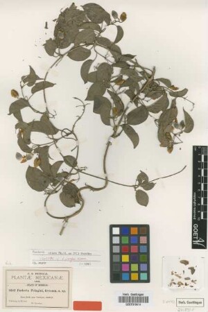 Paederia pringlei Greenm. [isotype]