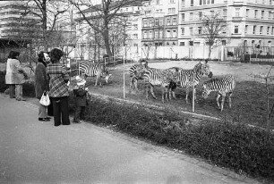 Zebras im Karlsruher Zoo