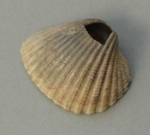 Muschelschale