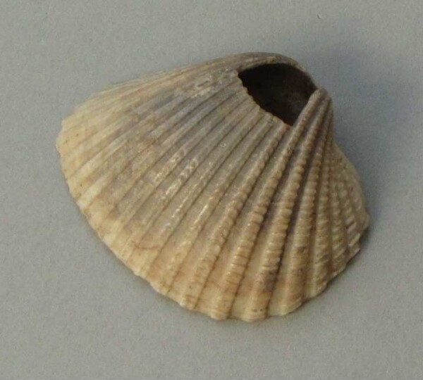 Musselshell