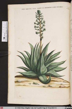 ALOE AFRICANA FOLIO GIABRO ET RIGIDISSIMO.