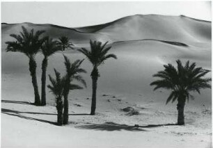 Palmen in den Dünen bei Quargla : Die Palmen bei der algerischen Stadt Quargla drohen durch die Dünen der Sahara verschüttet zu werden.