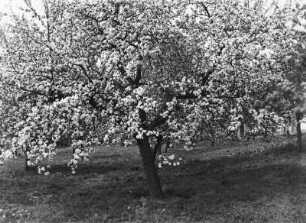 Blühende Obstbäume : Dresden-Pillnitz. Blühende Obstbäume