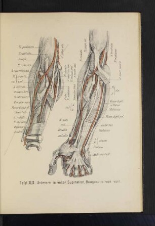 Tafel XLIX. Unterarm in voller Supination, Beugeseite von vorn.