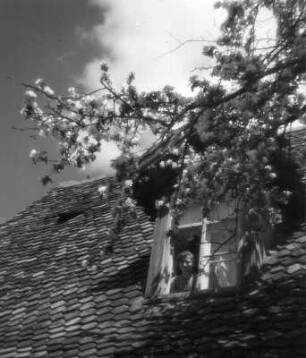Wolke über Dachhäuschen hinter blühendem Obstbaumzweig