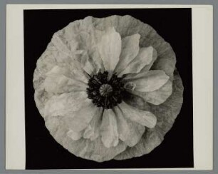 Mohn, Blütenstand (Papaver somniferum)