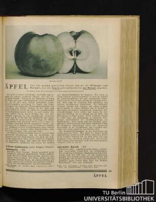 Äpfel