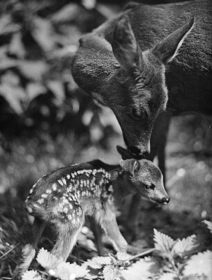 Rehe. Ricke mit Kitz