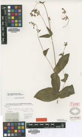 Silene inflata Sm. var. Griseb. athoa[syntype]