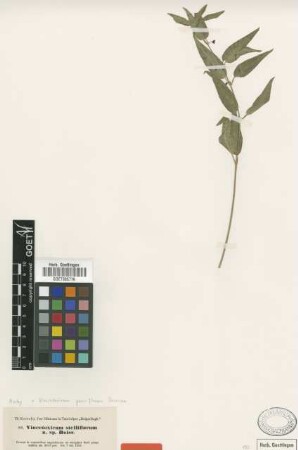 Vincetoxicum stelliflorum Boiss. [type]