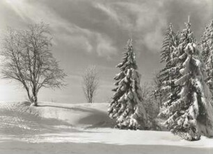 Osterzgebirge. Kahleberggebiet. Fichten in Schnee und Raureif