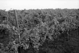 Ihringen: Neuartiger Weinbau