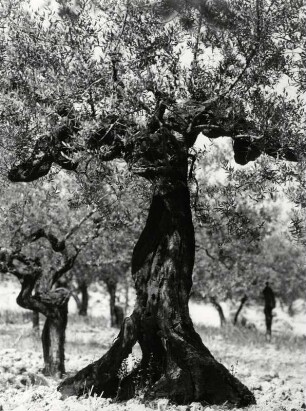 Olivenbaum