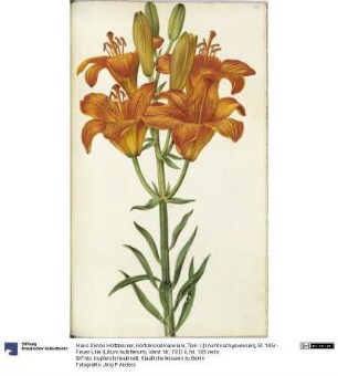 Horti Anckelmanniani, Tom. I [II nicht nachgewiesen], Bl. 185r - Feuer-Lilie (Lilium bulbiferum)