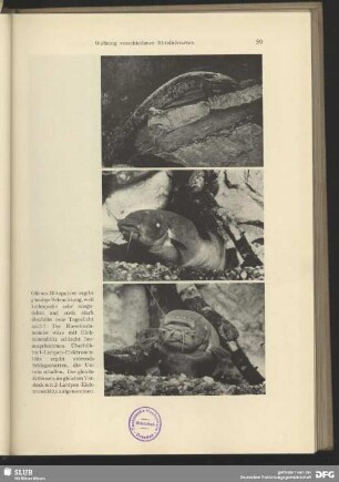 Riesensalamander