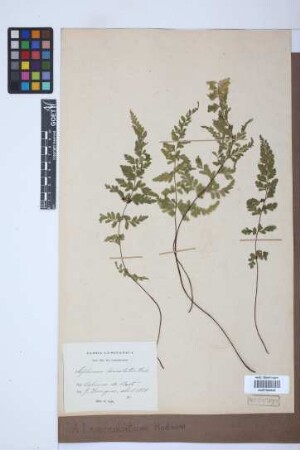 Asplenium lanceolatum Huds.