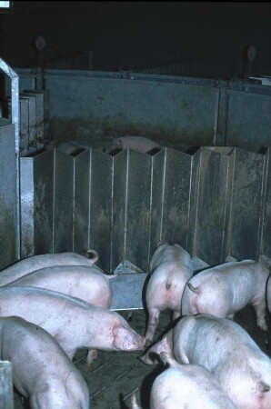 Fotografie: Stallsystem, Schweinehaltung, Mastschwein, Vollspaltenboden