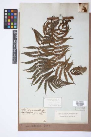 Alsophila microdonta (Desv.) Desv.