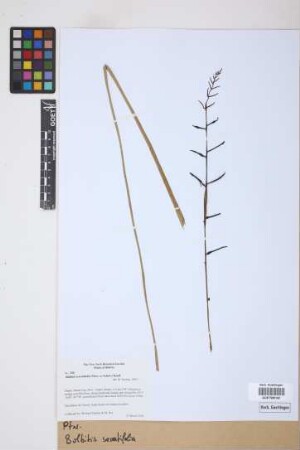 Bolbitis serratifolia (Mertens) Schott, 1834
